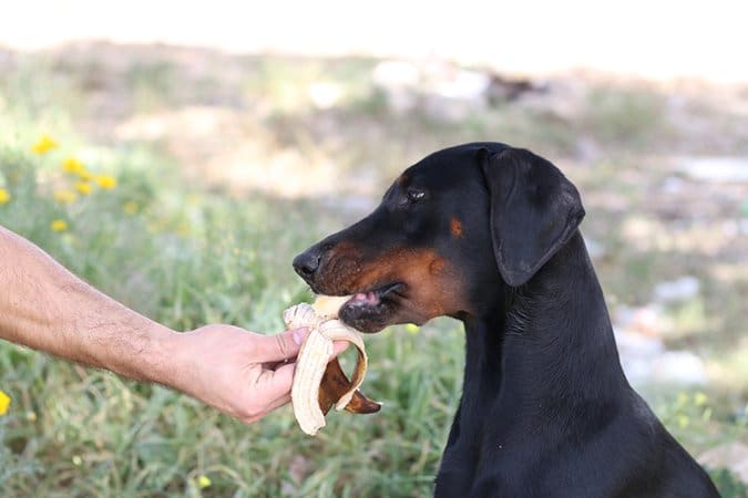 Doberman eats a banana