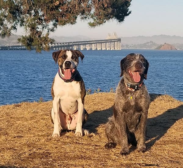 two happy dogs