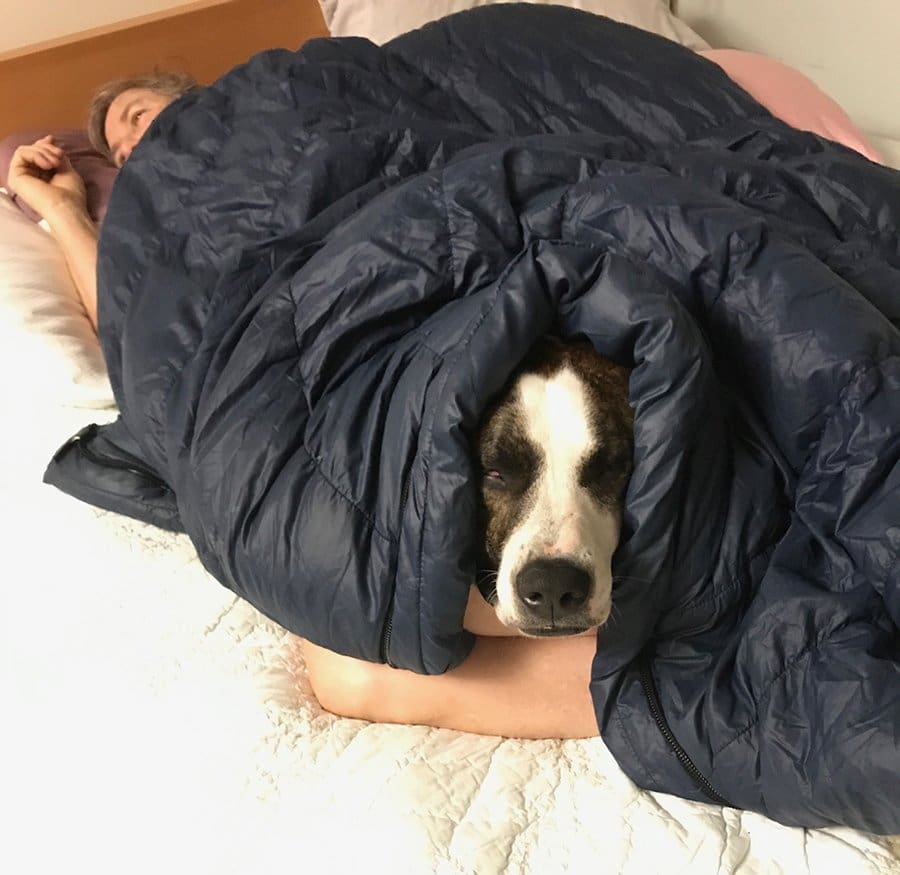 dog hiding under blanket