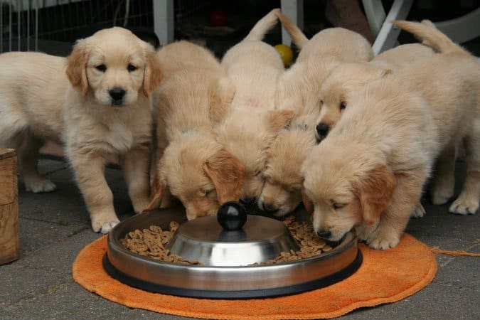 golden retriever puppies