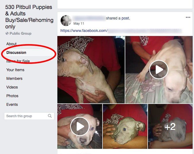 Puppies Don't Belong on Craigslist or Facebook - Whole Dog Journal