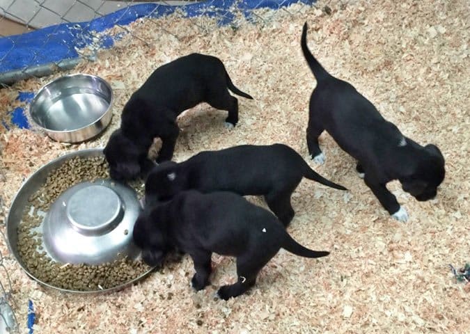 litter of black puppies