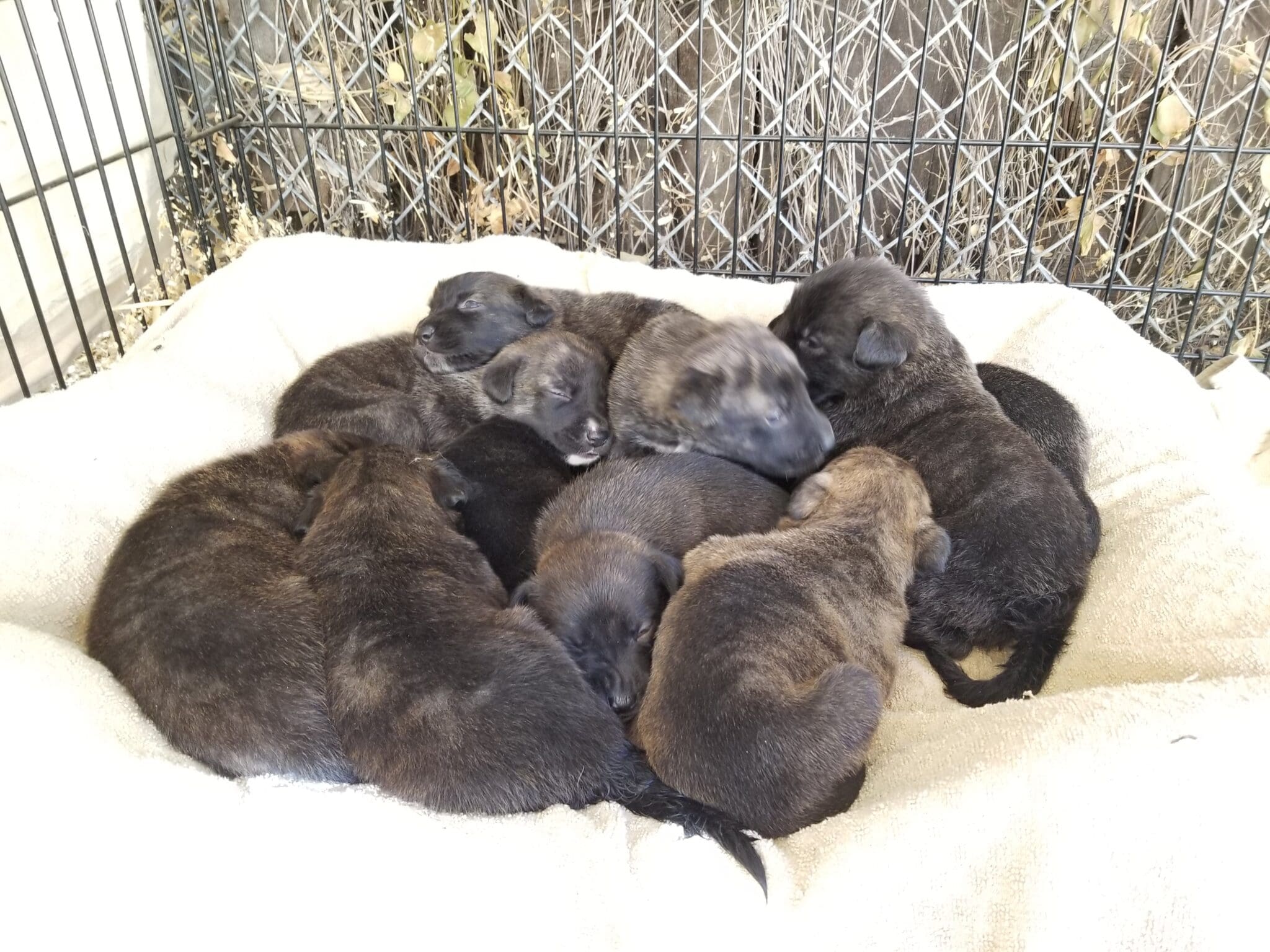 pit bull german shepherd mix puppies