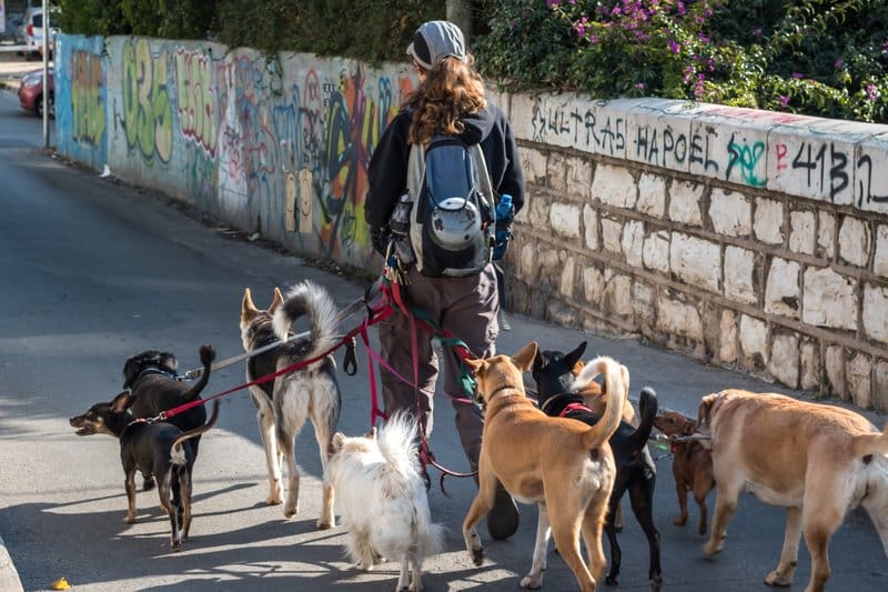 tel aviv dog walker