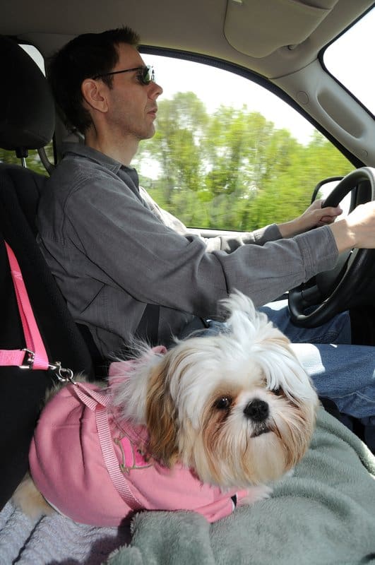 shih tzu in car safety harness