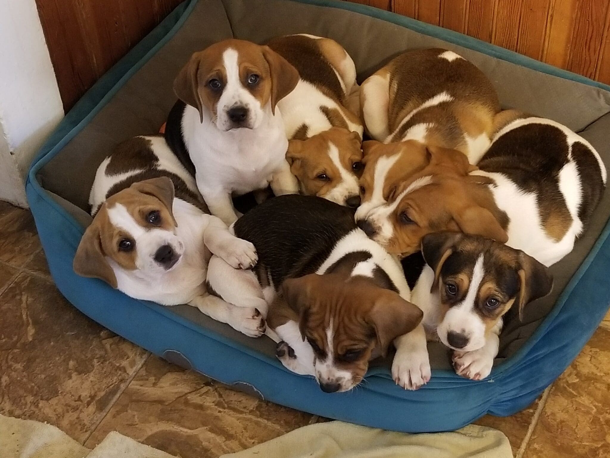 foster puppies litter