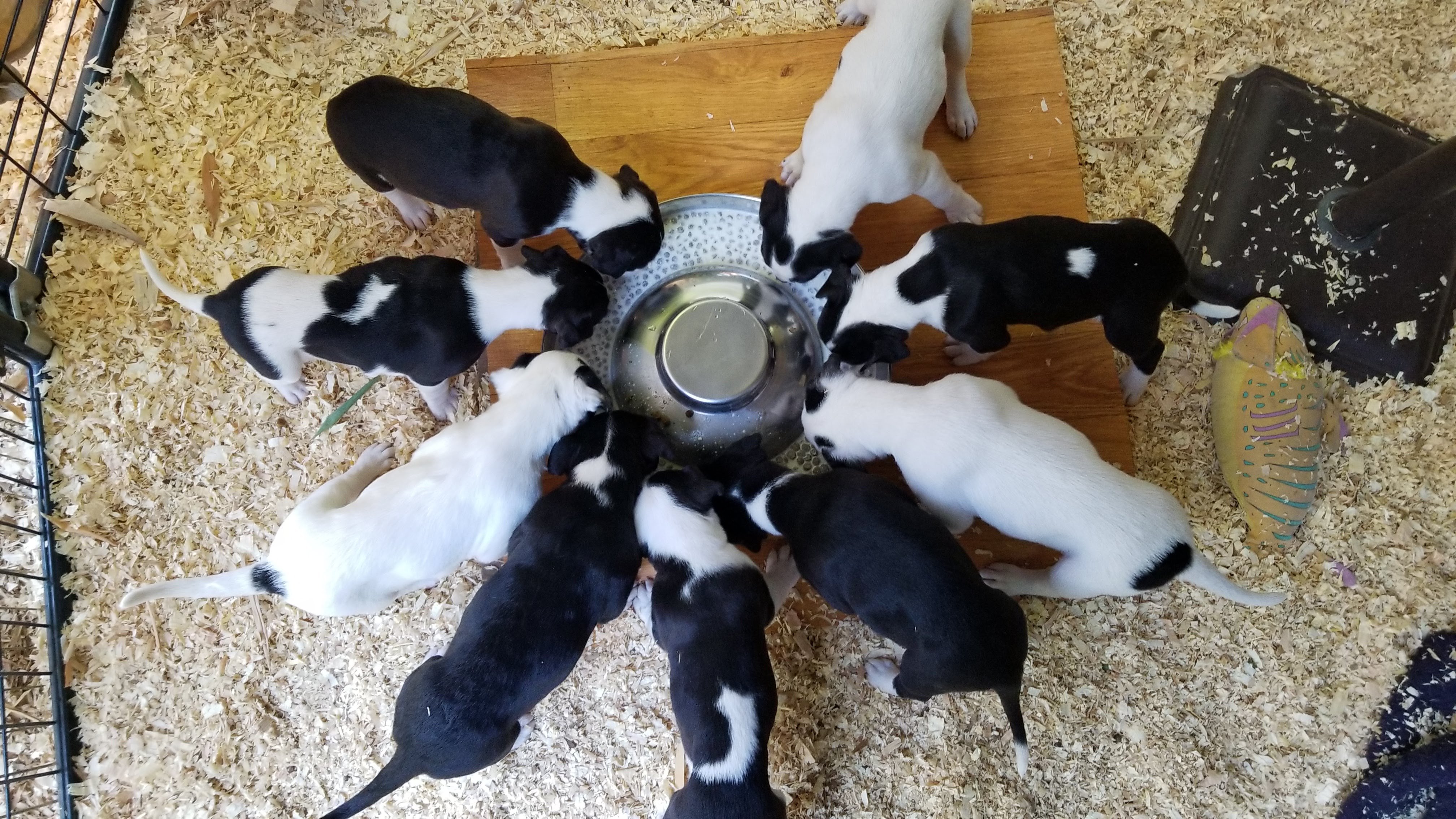 border collie mix puppies