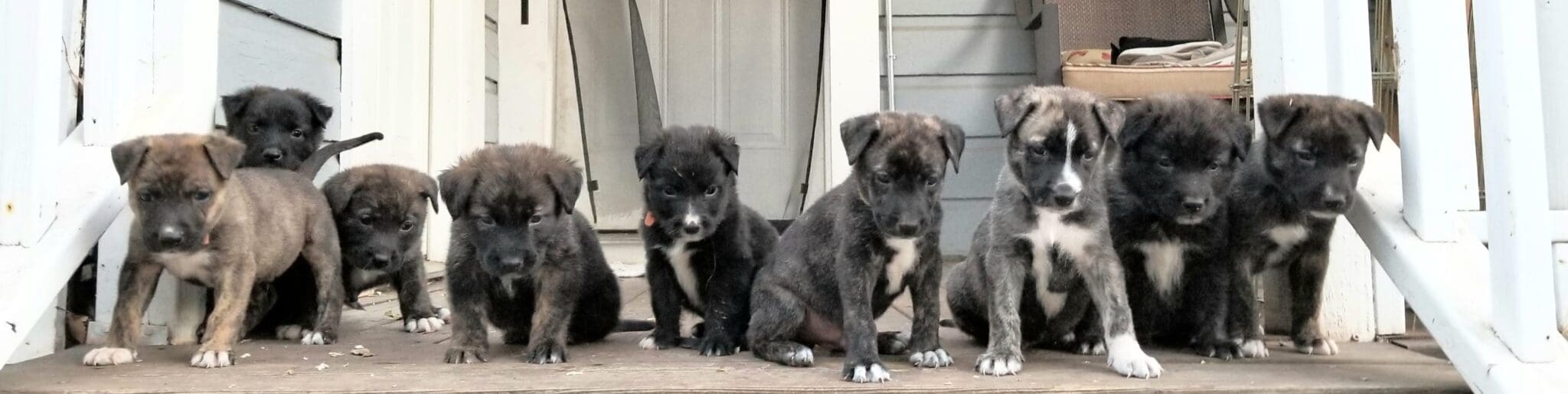 pitbull shepherd mix puppies