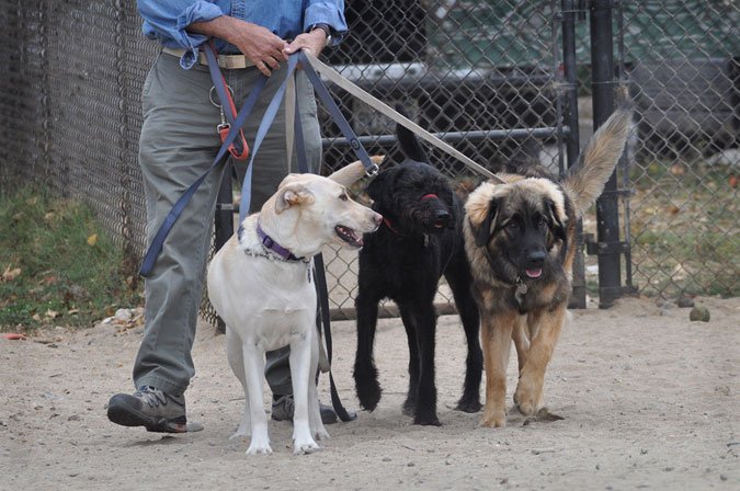 professional dog walkers are taking over cities across the country