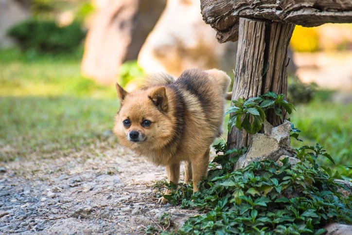 little dog peeing outside