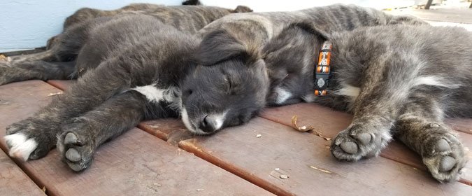 sleeping mixed breed puppies