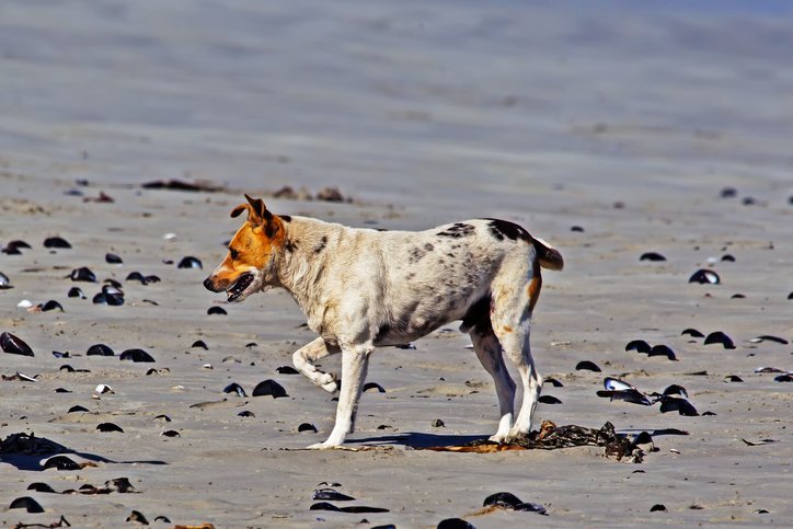 dog limping on beach