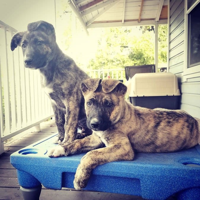 pitbull shepherd mix puppies