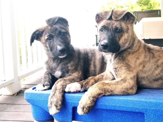 pitbull shepherd mix puppies