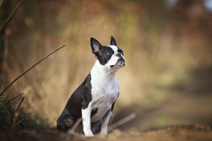 sitting boston terrier