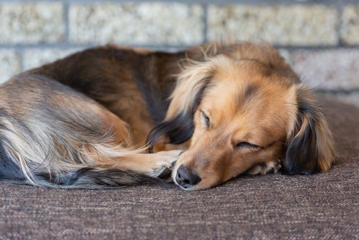 sleeping daschund