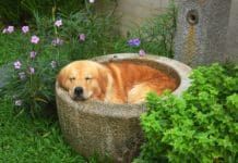How much sleep does a dog need? It can vary by age and health.