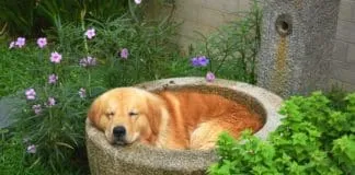 How much sleep does a dog need? It can vary by age and health.