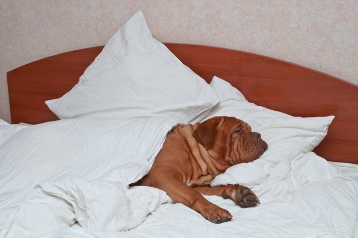 mastiff sleeping in bed
