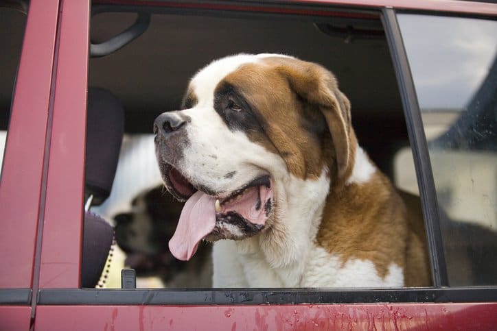 st bernard drooling out car window