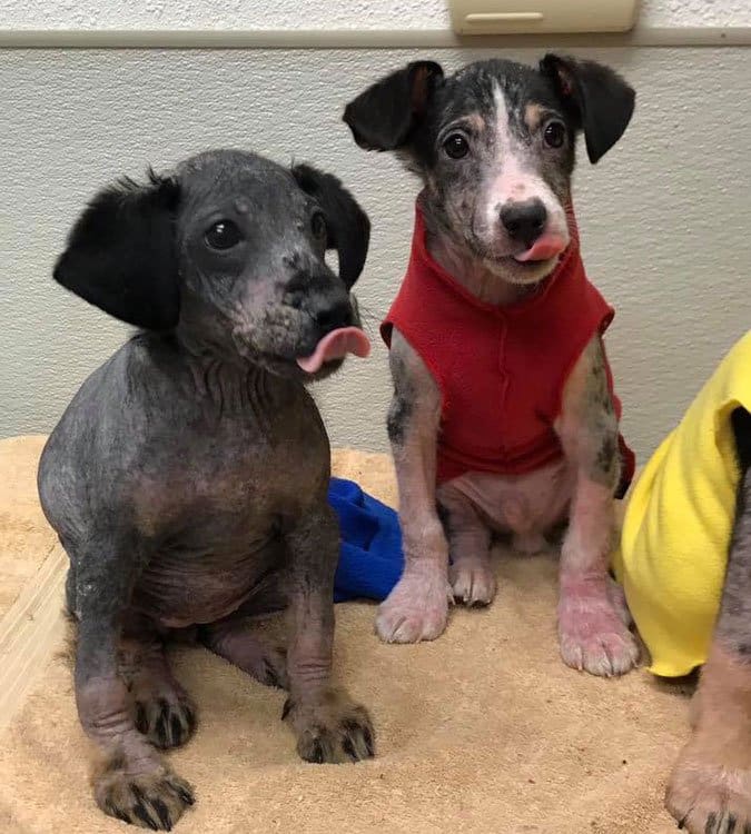 mange puppies with bowed legs