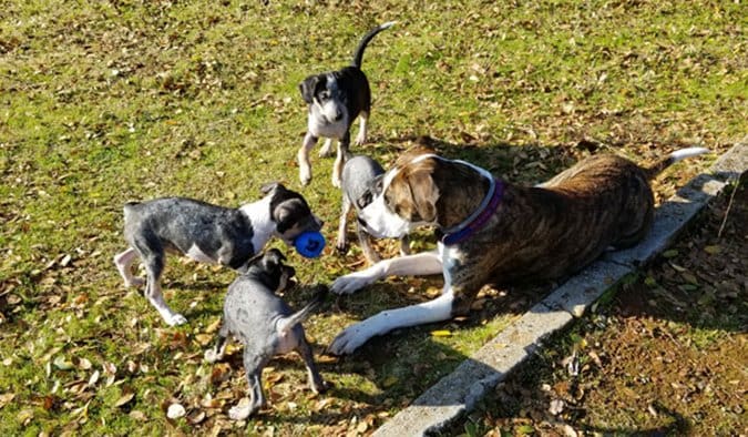 woody and foster puppies