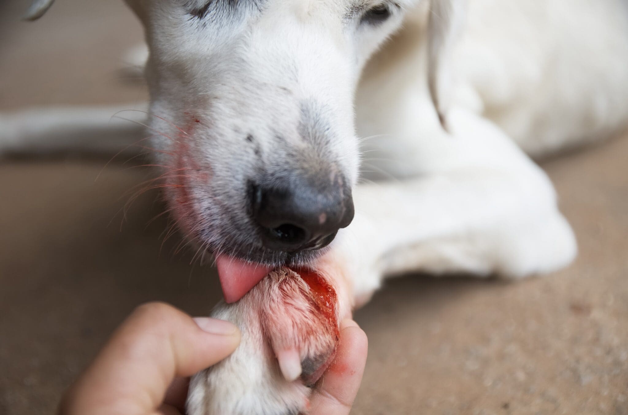 dog chewing paw