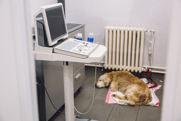 senior dog sleeping in vet hospital