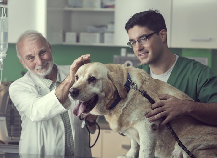 dog getting examined by vets