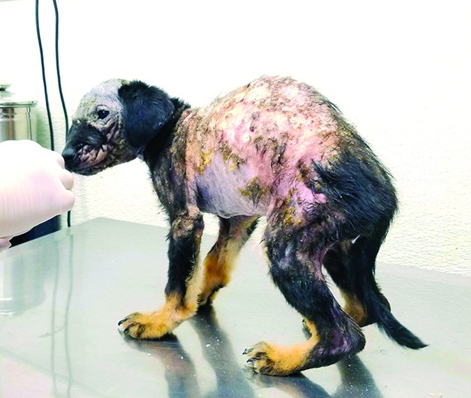 puppy with severe mange