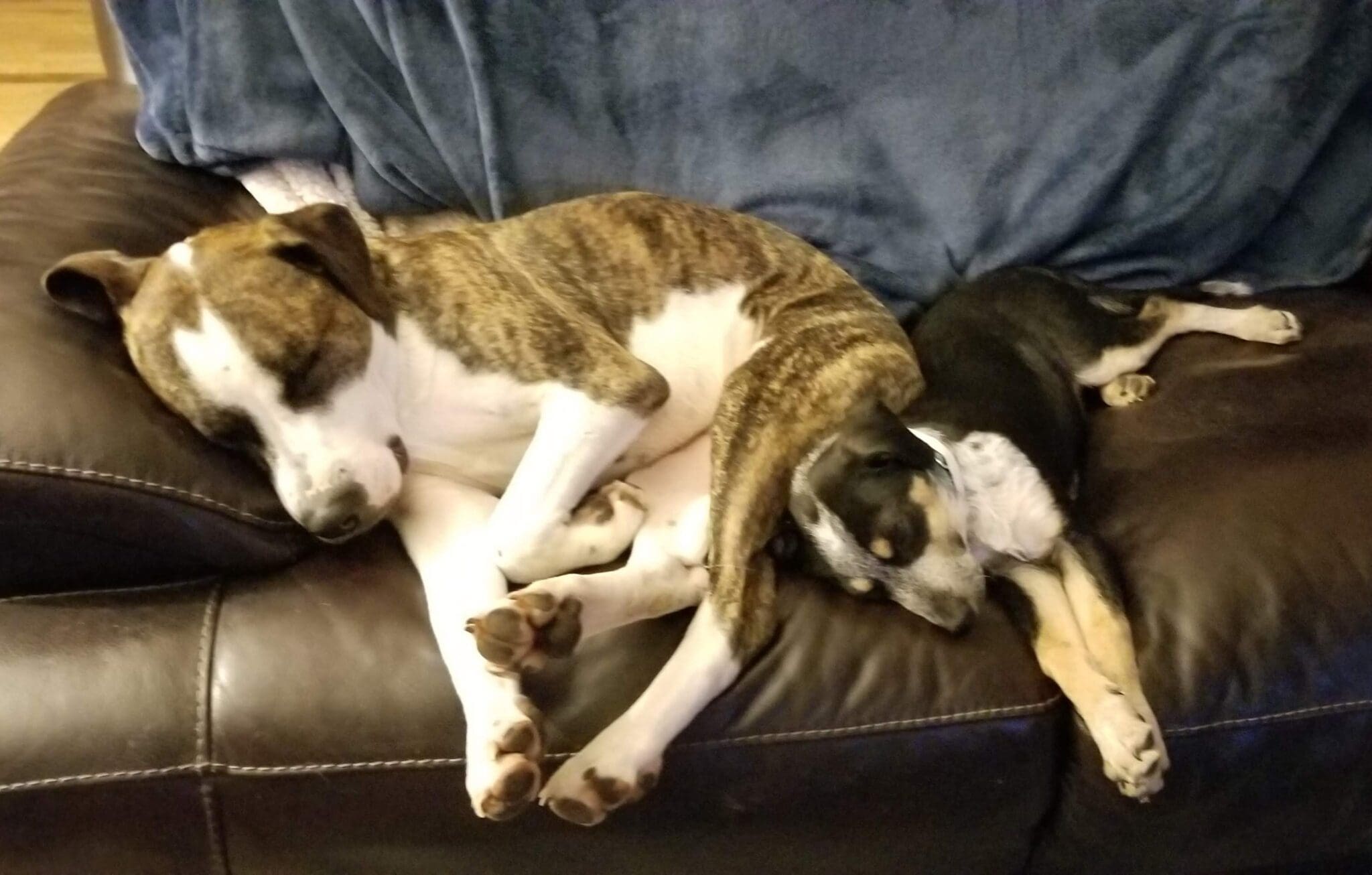 dogs sleeping on couch