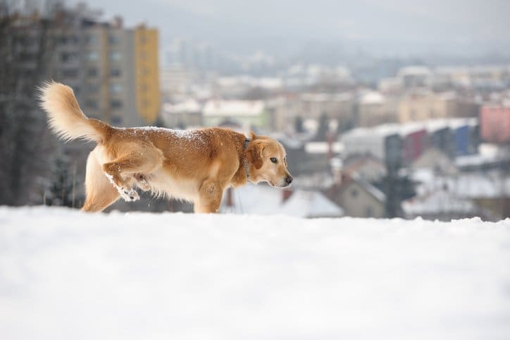 GOLDEN RETRIEVER PEEING IN THE SNOW