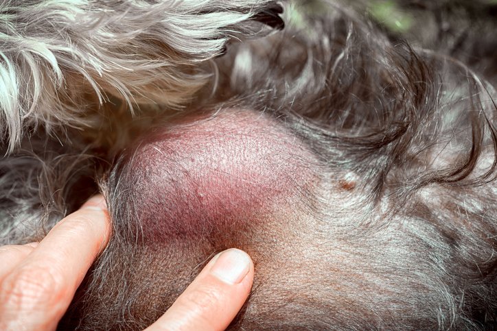mast cell tumor on a dog