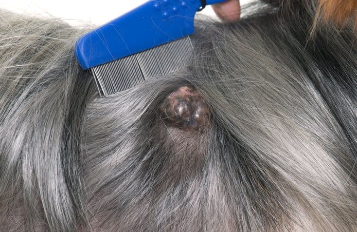 mast cell tumor in dog eye