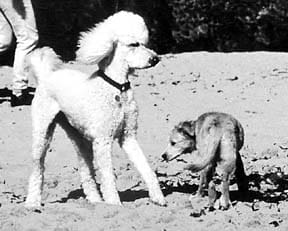 dog language