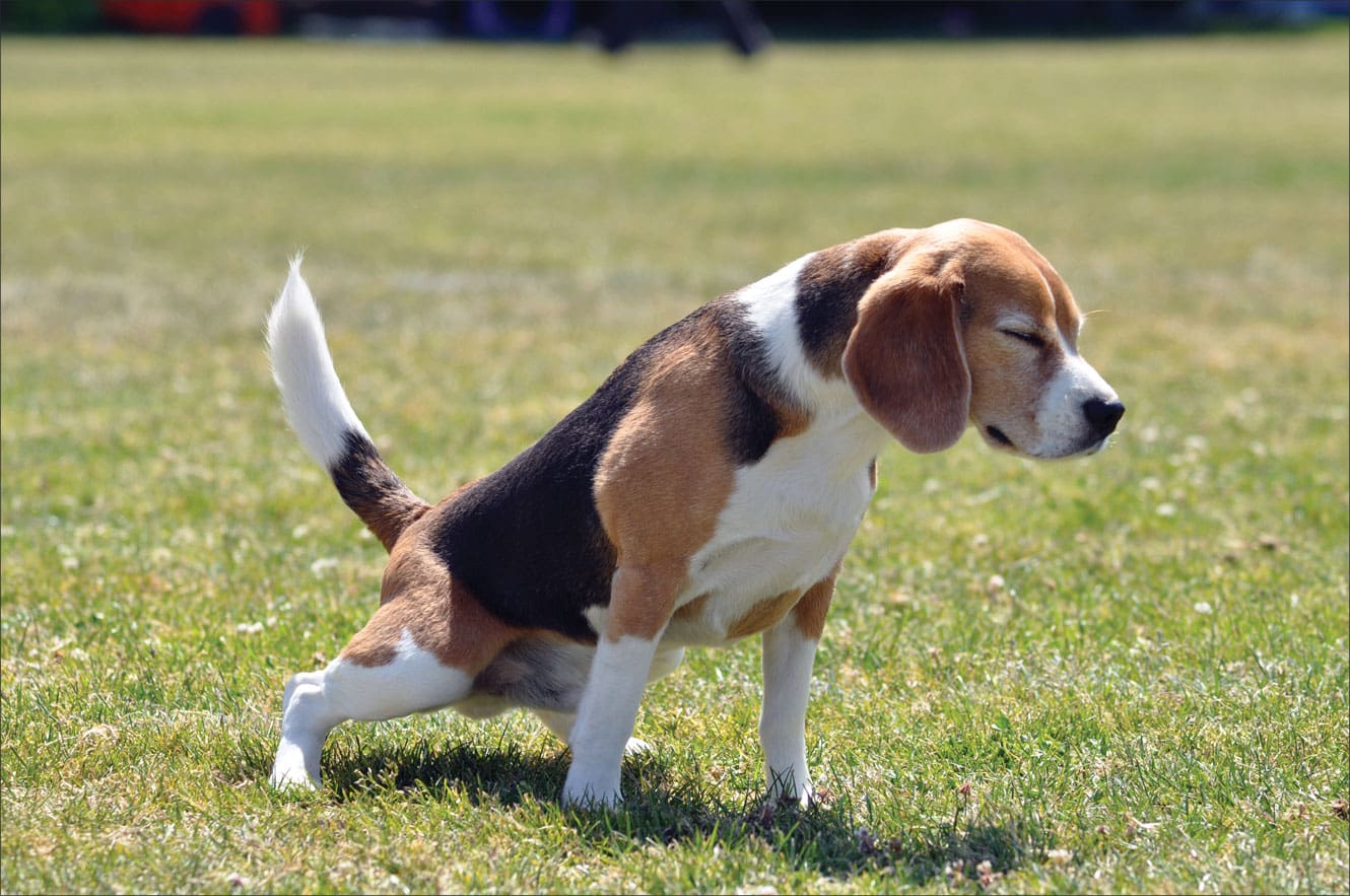 dog with bladder infection