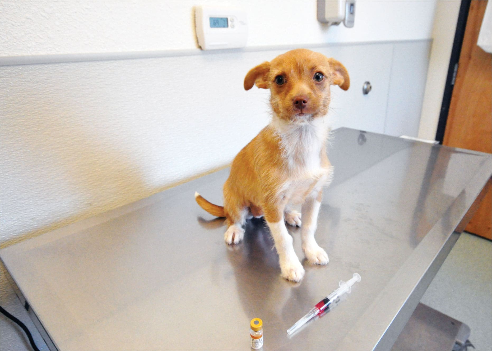 puppy titer tests