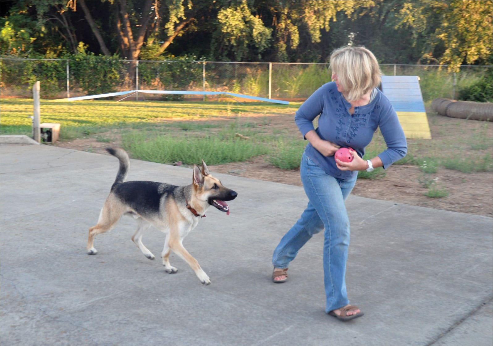 training dog to come