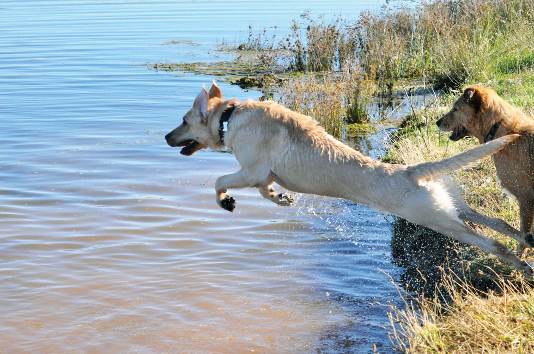 fit active dog