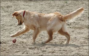 Dog Exercise