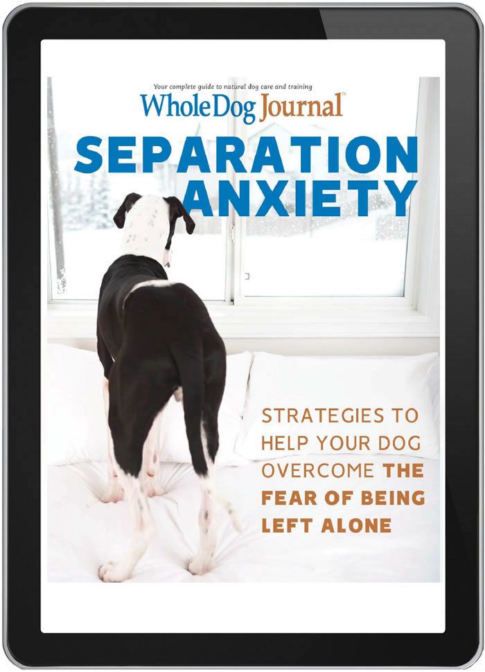 Toy Tips for Treating Separation Anxiety in Dogs