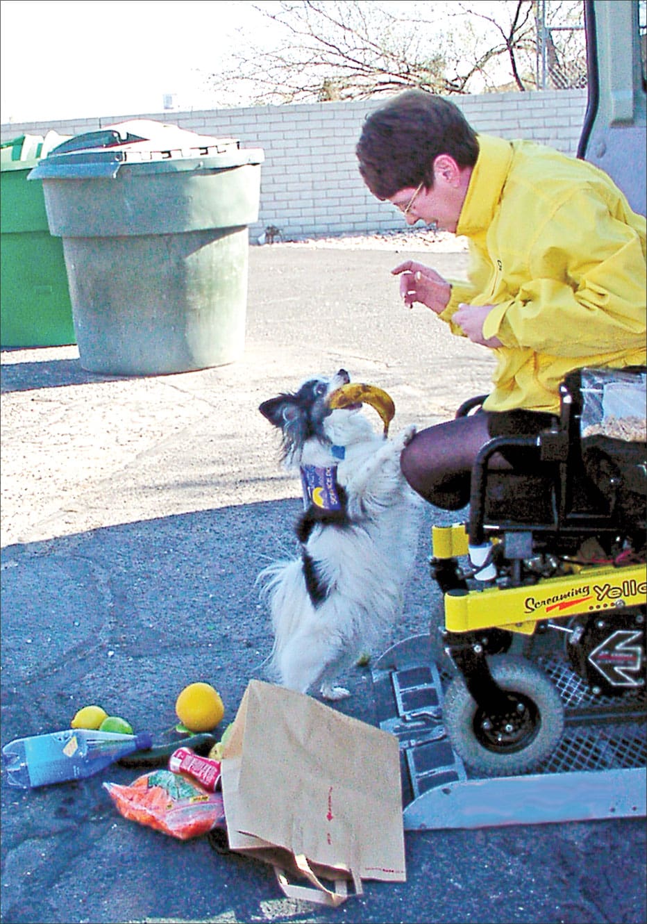 well-trained service dogs