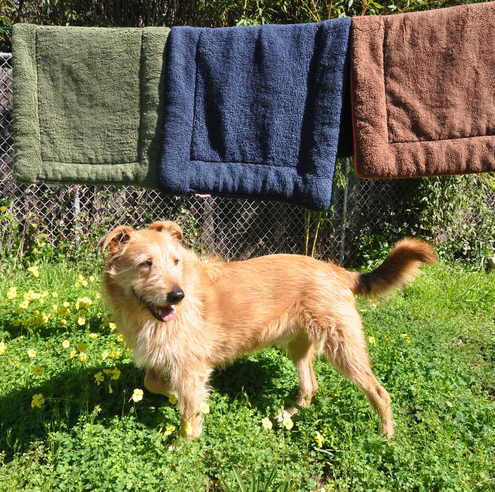 dog in springtime