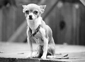 stressed out chihuahua