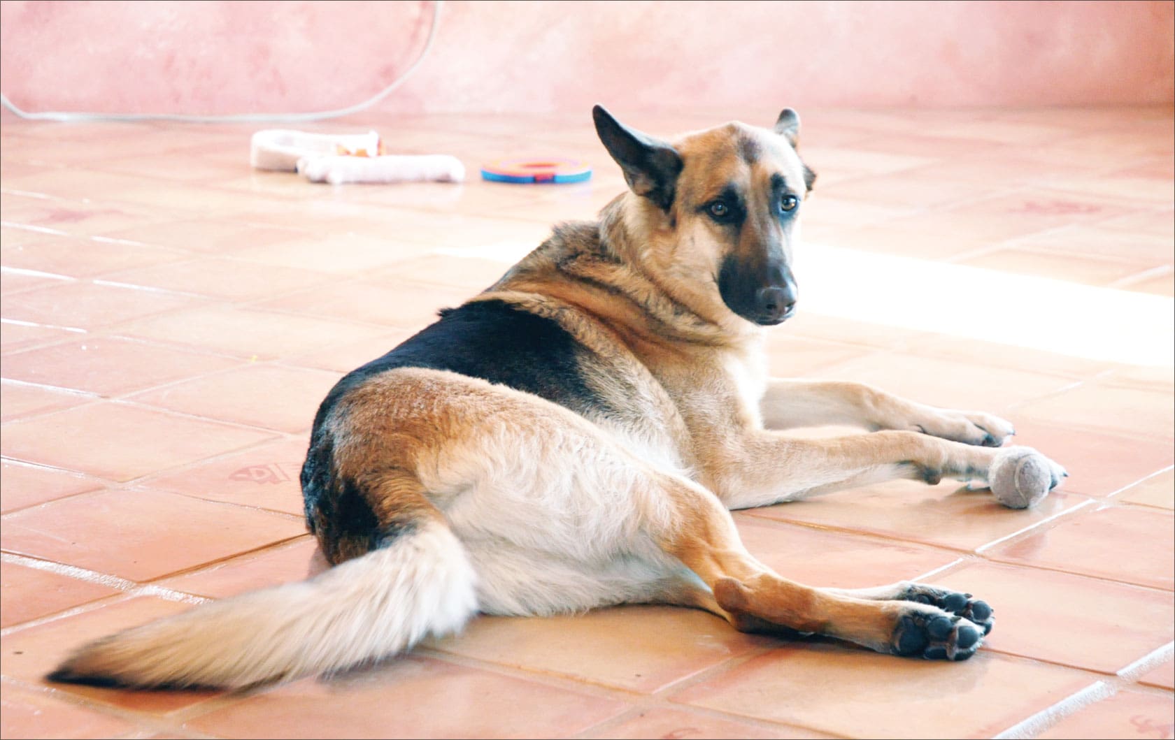 german shepherd whole dog journal