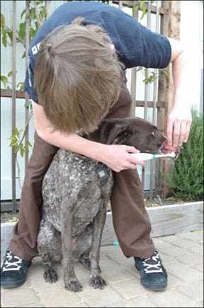 Brushing a Dogs Teeth