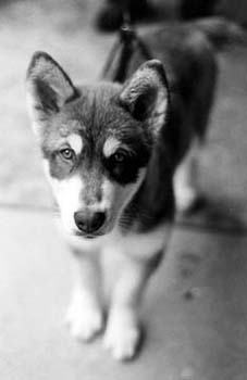 husky puppy