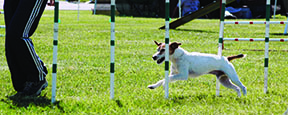 jack russell agility