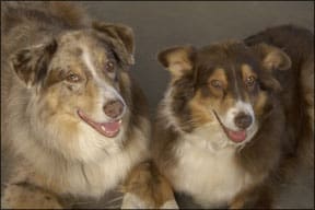 Australian Shepherds