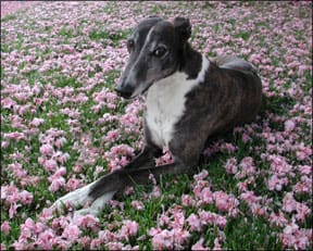 Canine Earthing Pad